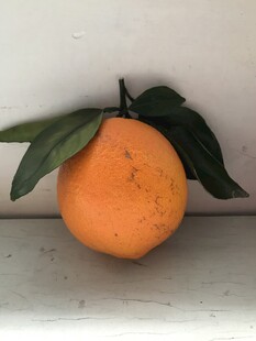 橙子 脐橙 