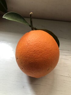 橙子 脐橙 