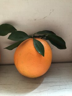 橙子 脐橙 
