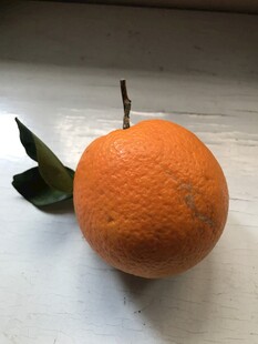 橙子 脐橙 