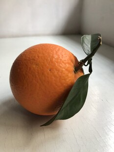 橙子 脐橙 
