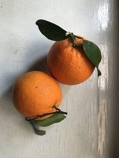 橙子 脐橙 