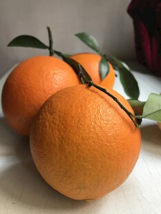 橙子 脐橙 