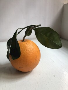 橙子 脐橙 