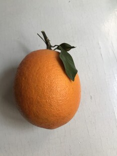 橙子 脐橙 