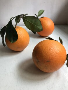 橙子 脐橙 