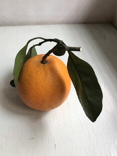 橙子 脐橙 