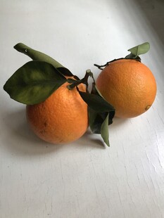 橙子 脐橙 