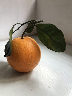 橙子 脐橙 