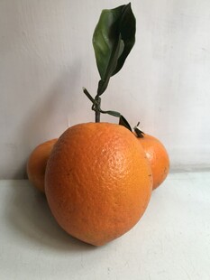 橙子 脐橙 