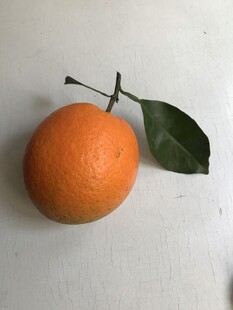橙子 脐橙 