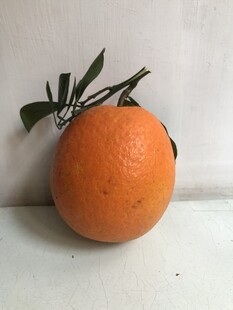 橙子 脐橙 