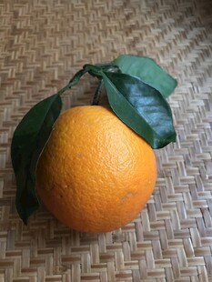橙子 脐橙 