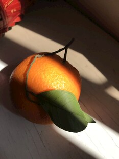 橙子 脐橙 