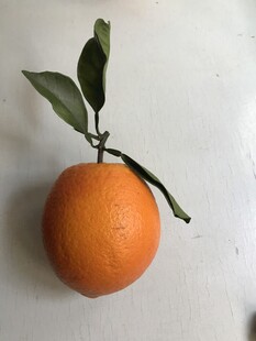 橙子 脐橙 