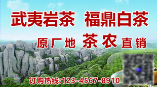 福鼎白茶