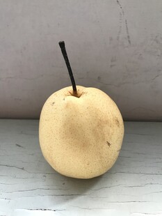 雪梨