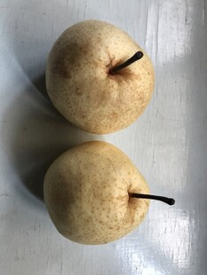 雪梨