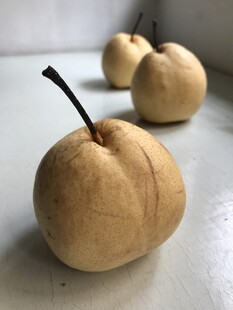 雪梨