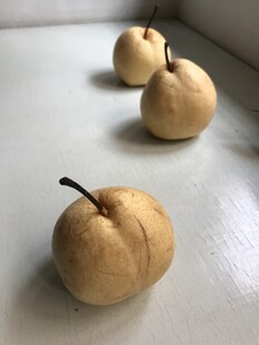 雪梨