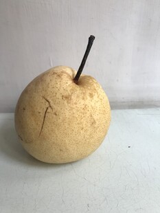 雪梨