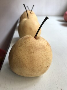 雪梨