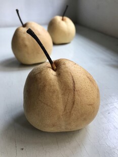 雪梨