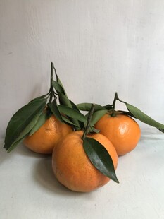 桔子 橘子