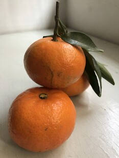 桔子 橘子