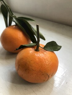 桔子 橘子