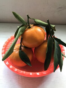 桔子 橘子