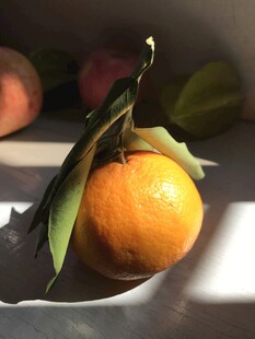 桔子 橘子