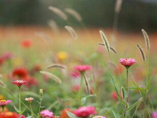 花背景