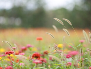 花背景