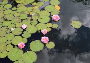 荷花 荷叶 