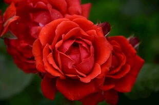玫瑰花