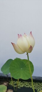 荷花 荷叶 