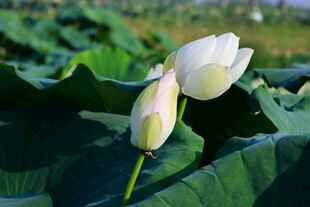 荷花 荷叶