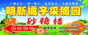 砂糖橘