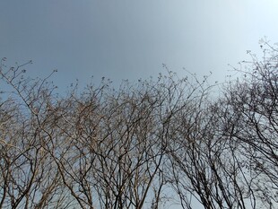 树枝