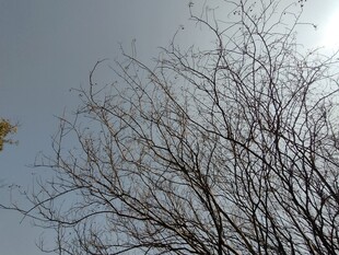 树枝