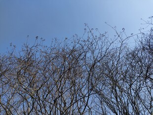 树枝