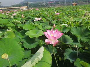 荷花 荷叶