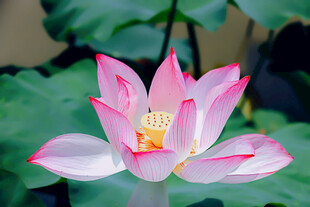 荷花 荷叶