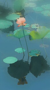 荷花 荷叶
