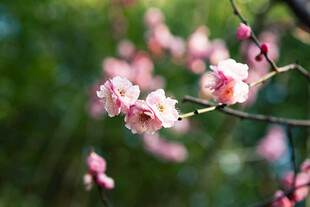 梅花