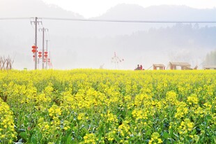 油菜花