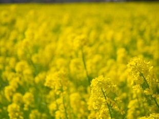 油菜花