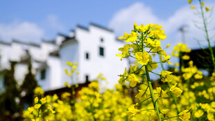 油菜花