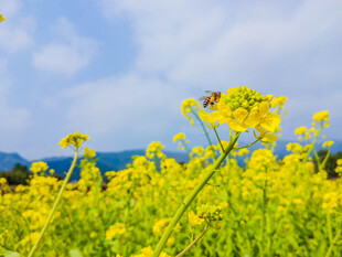 油菜花
